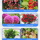 🌱 Professional Nutrient Solution for Flowering Potted Plants! 💐