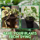 🔥HOT SALE 50% OFF🔥Magic Hydroponic Lliquid Fertilizer