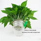 🔥HOT SALE 50% OFF🔥Magic Hydroponic Lliquid Fertilizer